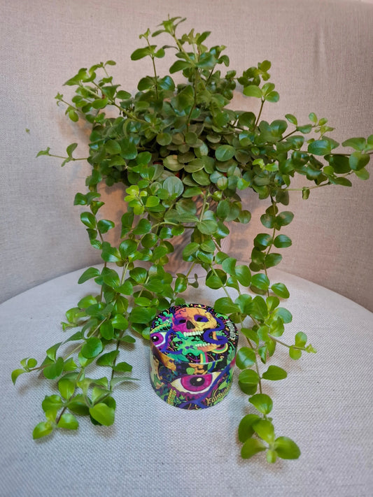 💀 Grinder Euphoria – Design Psychédélique &amp; Efficacité Ultime CBD Shop The Garden Bio