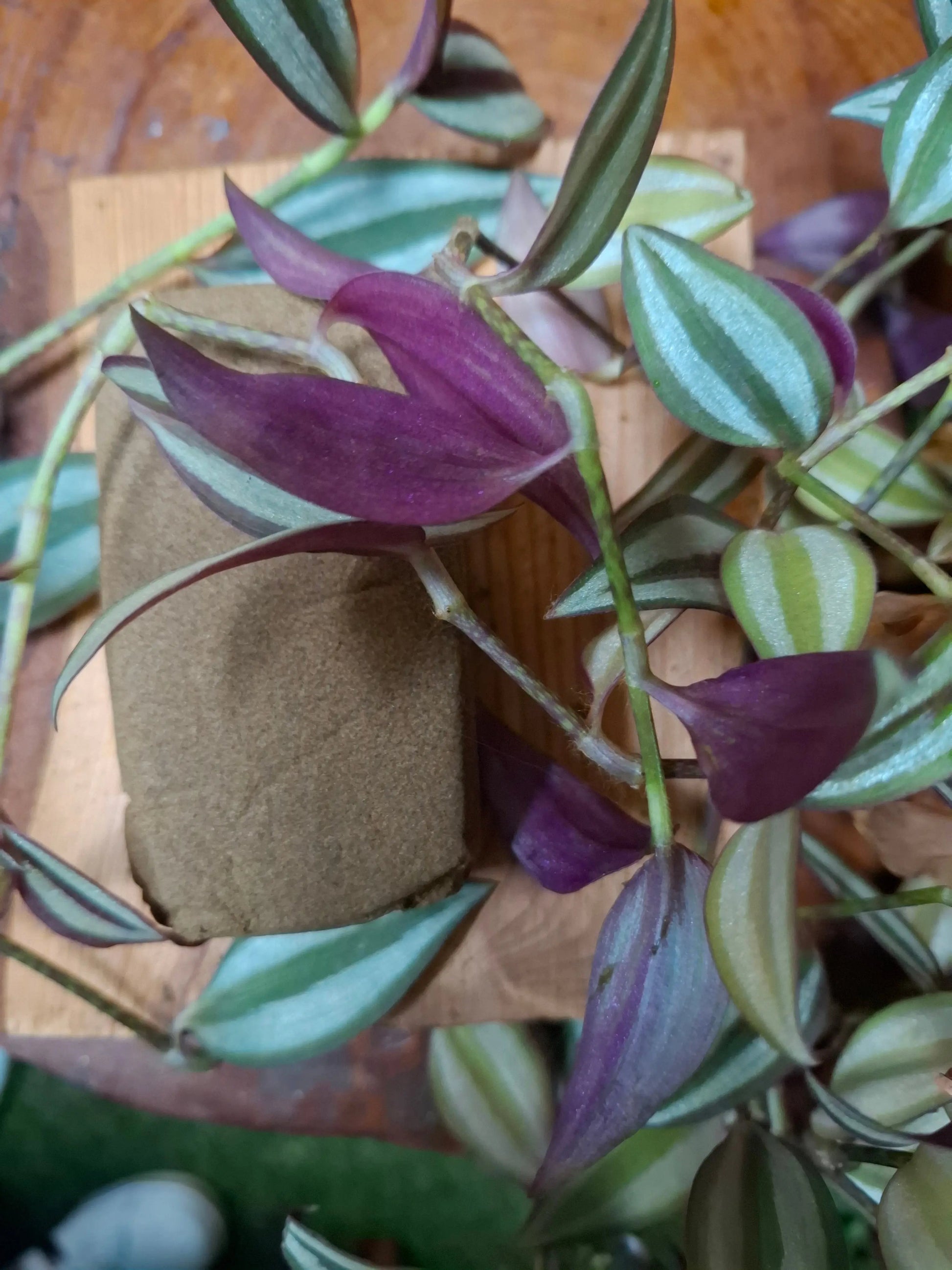 Gold Marocain Formule Spécial CBD Shop The Garden Bio